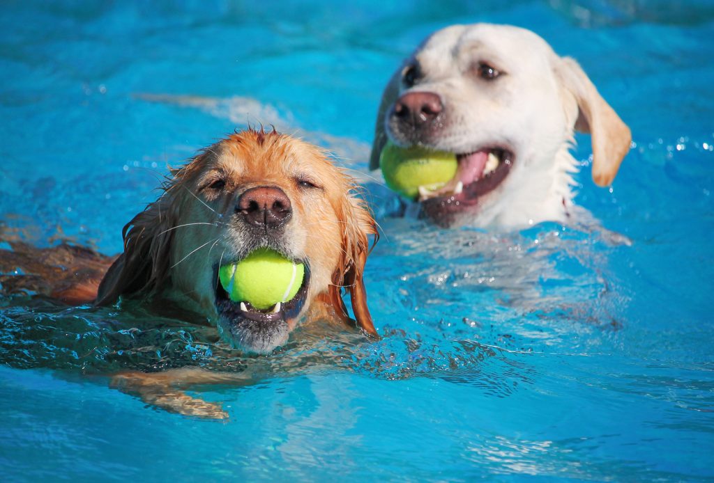 A dog having a fun at a local public pool open for free admissio