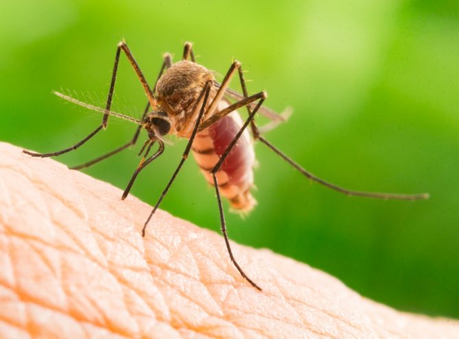 bigstock-Aedes-Aegypti-Mosquito-Close-234805879-670x494 (1)