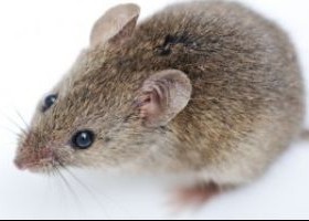 bigstock-Mouse-isolated-on-white-backgr-42894223-280x200-1-1-280x200